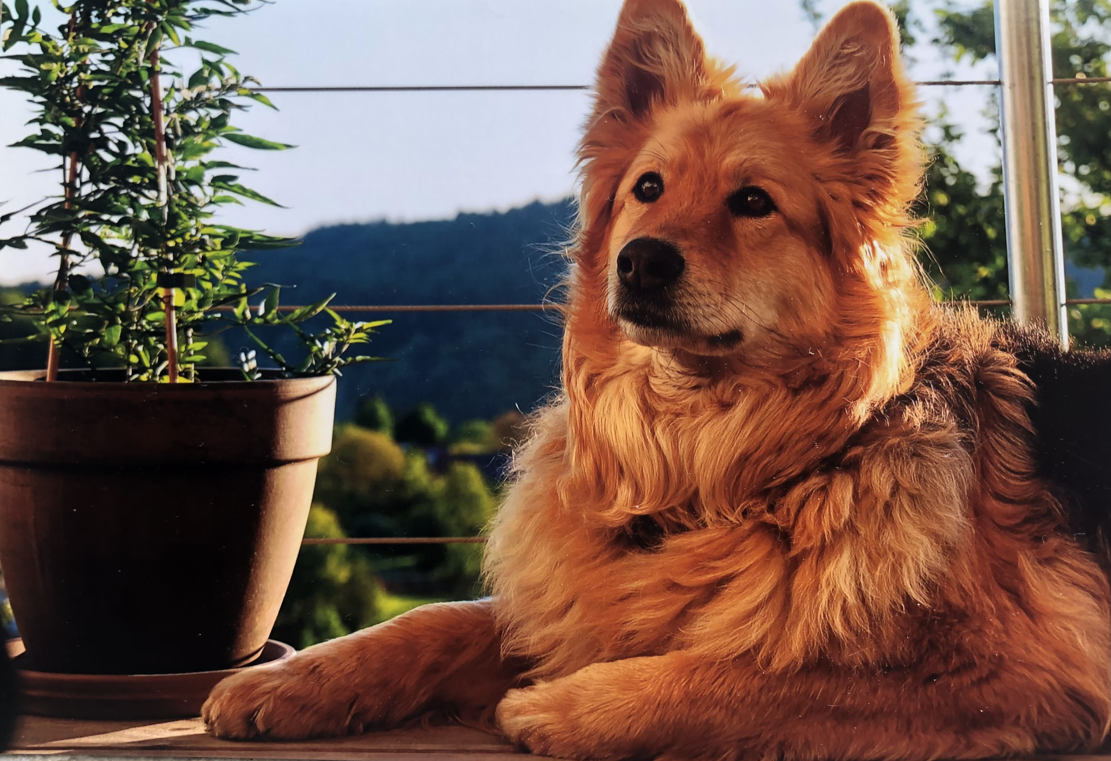 Hausbesuche - Hundetraining bei dir vor Ort